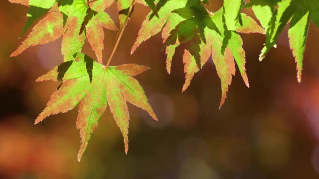 近距离拍摄被风吹过的五颜六色的枫叶。枫叶在秋天变换着颜色视频素材