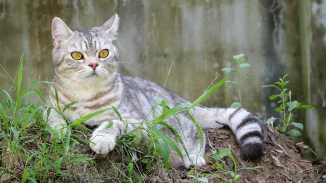 斑猫混合美国短毛和波斯猫寻找一个鸟的声音雷达耳朵在花园白蚁分部。视频素材