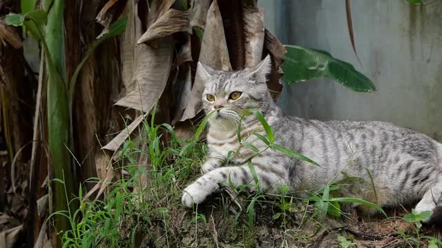 斑猫混合美国短毛和波斯猫寻找一个鸟的声音雷达耳朵在花园白蚁分部。视频素材