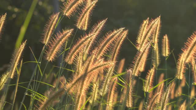 粉红色的芦苇草花映衬着晨曦视频素材