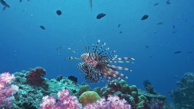 红狮子鱼 (Pterois volitans) 在 Dendronephthya 珊瑚 Hin Muang 泰国视频素材