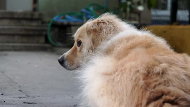 混种狗在后院等待它的主人视频下载