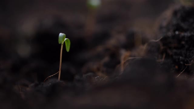 近手种小树视频素材