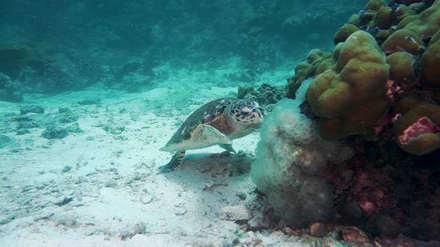 野生水下海龟安达曼海泰兰德视频素材