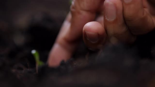 近手种小树视频素材