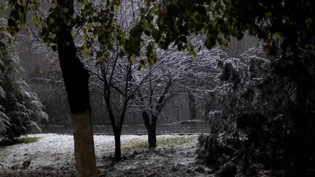 下大雪时，公园里的树在雪地里视频素材