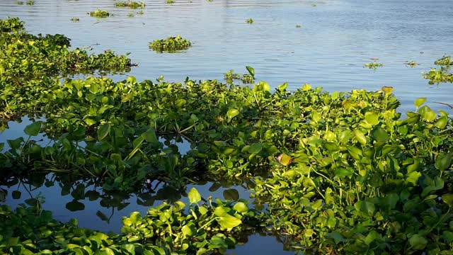 水葫芦漂浮在曼谷湄南河上。视频下载