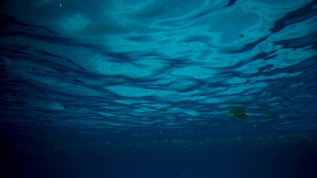 水下的海牛浮出水面呼吸。视频下载