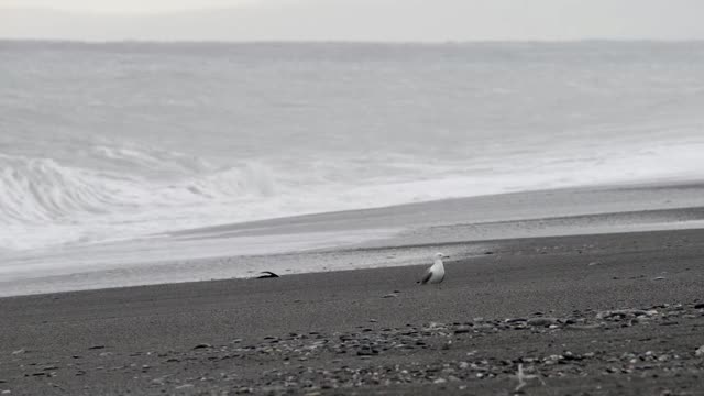 暴风雨天在海边视频素材