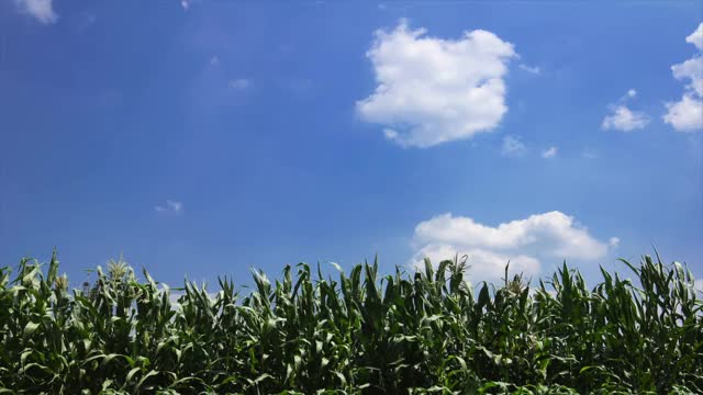 时光流逝青葱的玉米地，蓝天白云。农业景观视频素材