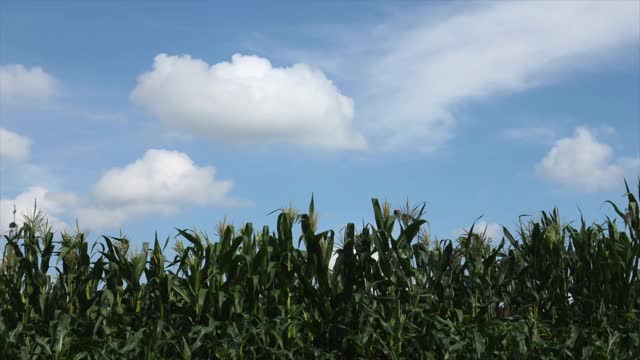 时光流逝青葱的玉米地，蓝天白云。农业景观视频素材