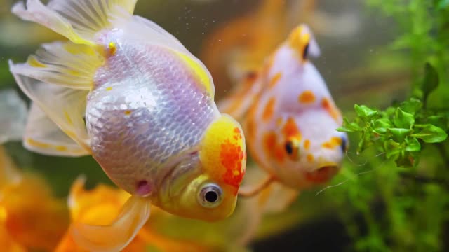 鱼缸里的金鱼和植物。Carassius auratus。视频素材