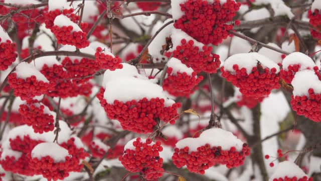 树枝上充满生气的红色花楸浆果覆盖着第一场白雪视频素材