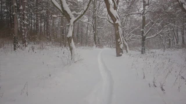 穿过白雪覆盖的森林的小径视频素材