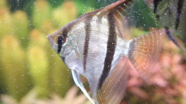 捕获水族馆天使鱼标本翼叶甜水视频素材