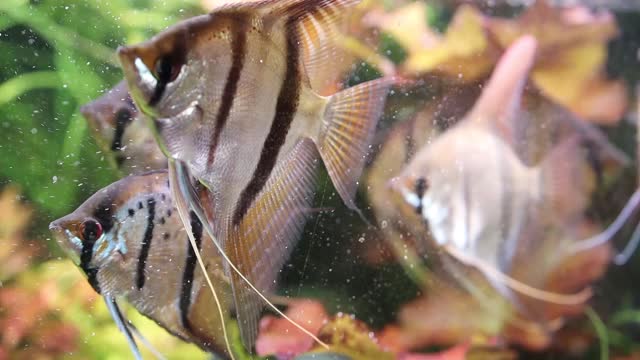 捕获水族馆天使鱼标本翼叶甜水视频素材