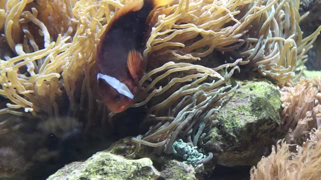 海洋水族馆装饰小丑鱼与海葵的视频片段视频下载