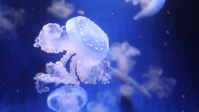 水母在海洋水族馆人工饲养水母亚门的录像视频下载