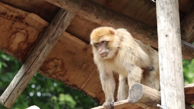 日本猴子物种录像拍摄野生动物视频下载