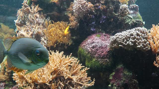 海鱼天使和唐鱼是水族馆里的观赏鱼视频下载