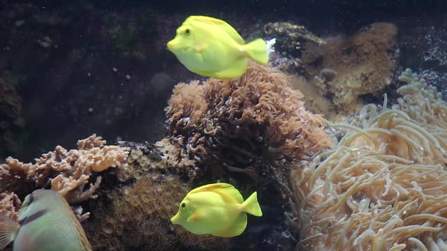 海鱼天使和唐鱼是水族馆里的观赏鱼视频下载