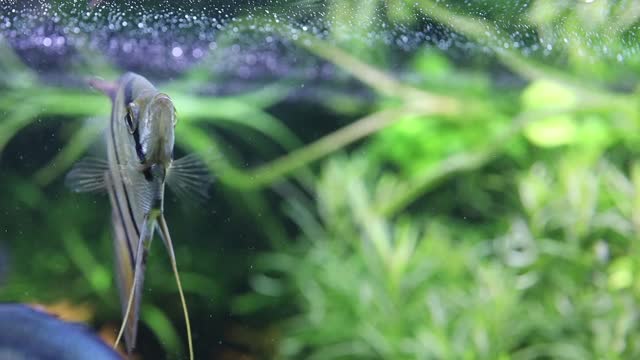 水族馆天使鱼标本翼叶属淡水录像片段视频下载