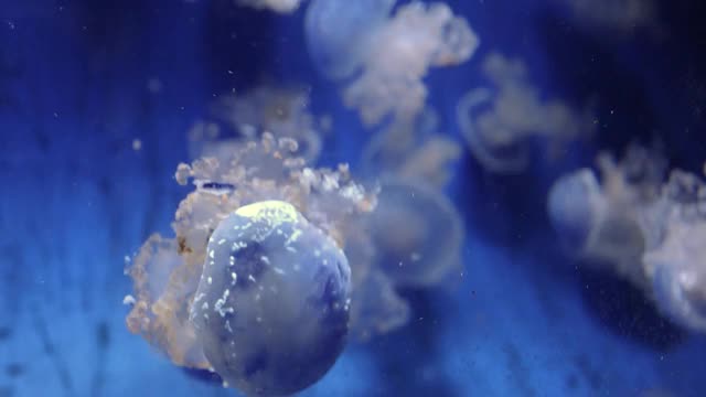 水母在海洋水族馆人工饲养水母亚门的录像视频下载