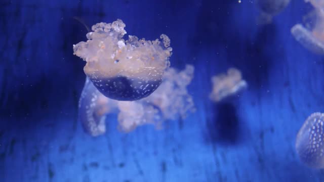 水母在海洋水族馆人工饲养水母亚门的录像视频下载