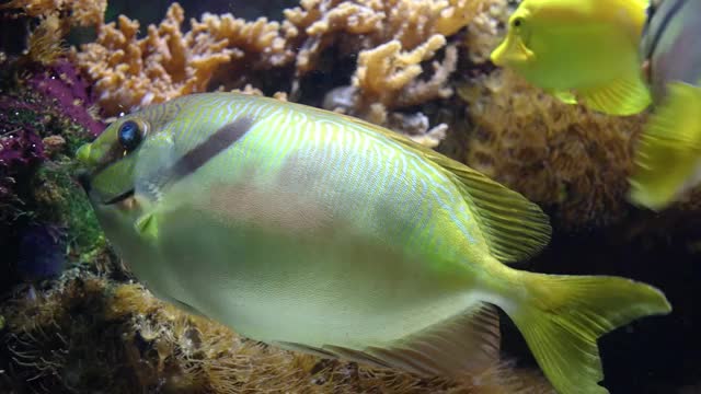 海洋鱼类天使和汤鱼在水族馆观赏鱼吃藻类视频下载