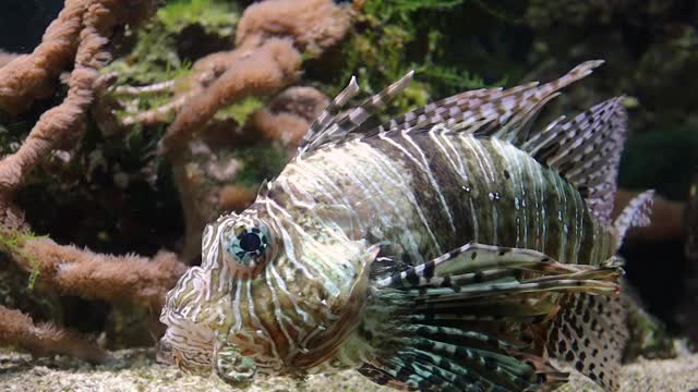 狮子鱼海洋水族馆野生鱼类品种观赏宠物爱好视频下载