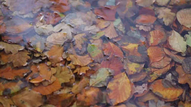 秋天的落叶在一个湖泊水的秋天季节视频视频下载