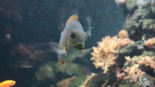 海洋水族馆天使鱼品种观赏鱼视频下载