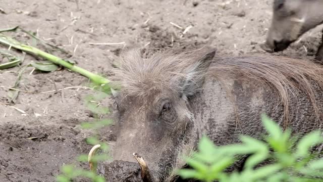 野猪在沼泽里挖洞的录像视频素材