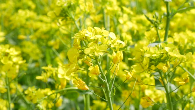 油菜在田间开花视频下载