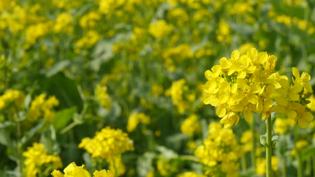 田间的油菜籽视频下载