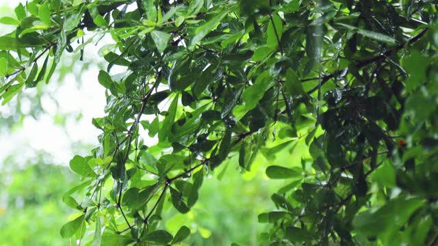 4K近距离雨在树上。近距离下雨的树叶在白天的时间。小雨洒在小树上。绿色自然的概念。视频素材