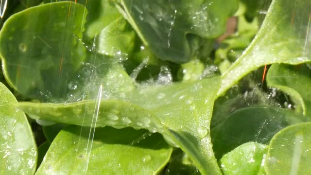 从喷壶里倒出一株新鲜的植物视频下载