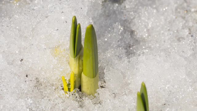 融化的雪的连续镜头视频素材