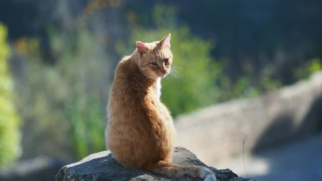 一只流浪猫坐在一堵旧墙上，在街上休息和晒日光浴。视频素材