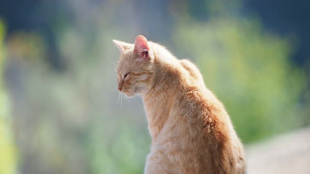 一只流浪猫坐在一堵旧墙上，在街上休息和晒日光浴。视频素材