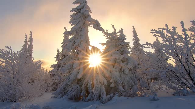 寒冷多雪的冬季森林树木与太阳星星在冰冻的自然早晨景观视频素材