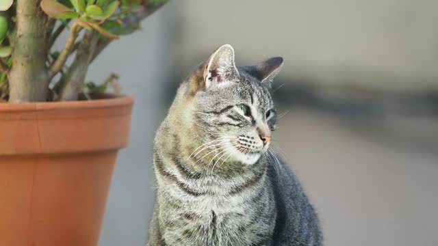 虎斑猫的肖像，休息和日光浴在街上。视频素材