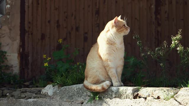 一只流浪猫坐在一堵旧墙上，在街上休息和晒日光浴。视频素材