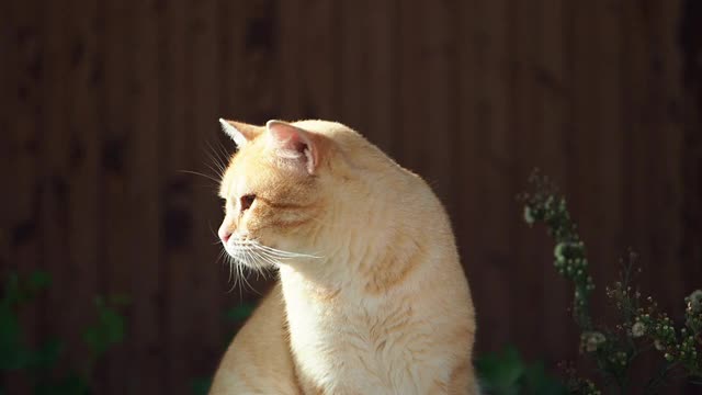 虎斑猫的肖像，休息和日光浴在街上。视频素材