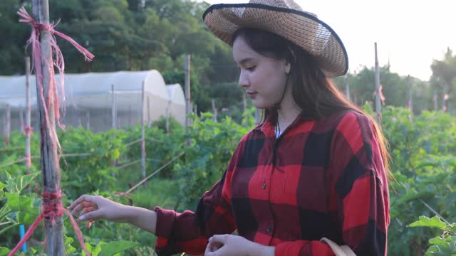 亚洲妇女在农田里搬运设备和行走视频素材