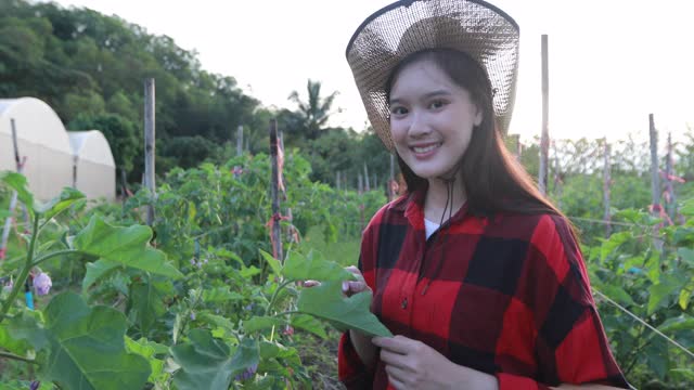 亚洲妇女在农田里搬运设备和行走视频素材