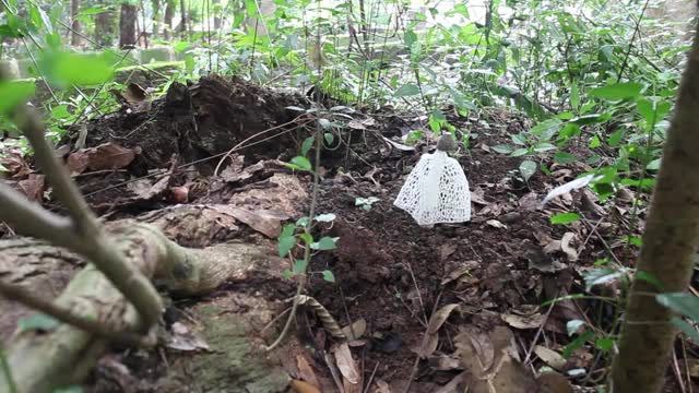 Stinkhorn蘑菇视频素材