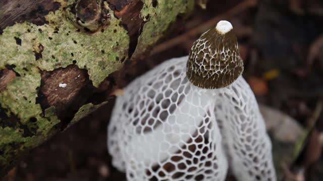 Stinkhorn蘑菇视频素材