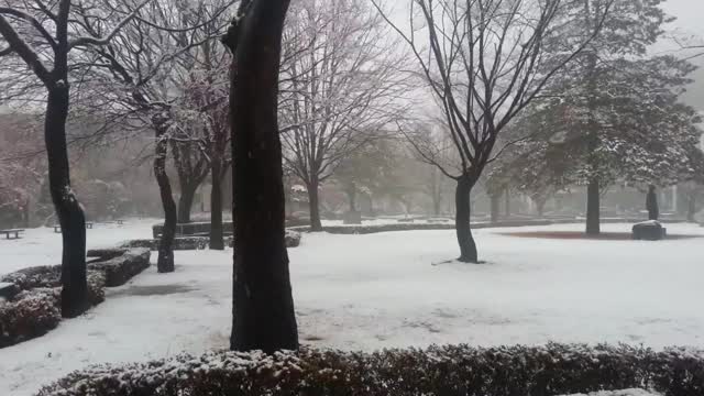 冬天下雪的季节，地上和树枝上都有雪视频素材