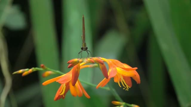 蜻蜓和大黄蜂视频素材